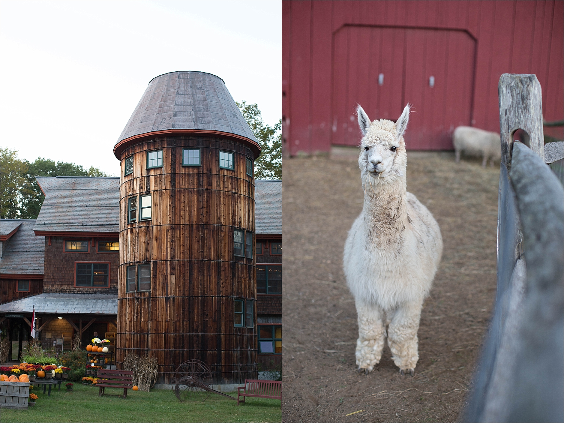 Stonewall Farm Keene New Hampshire Llama Alpaca