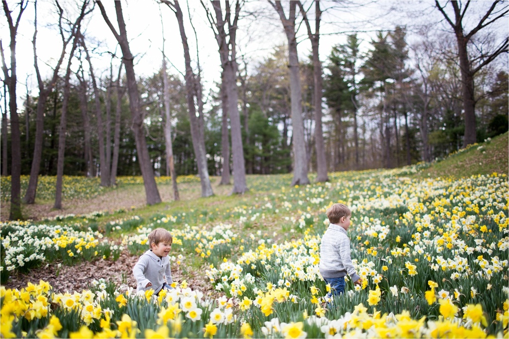 Daffodil field in Southern Maine Family Photographer