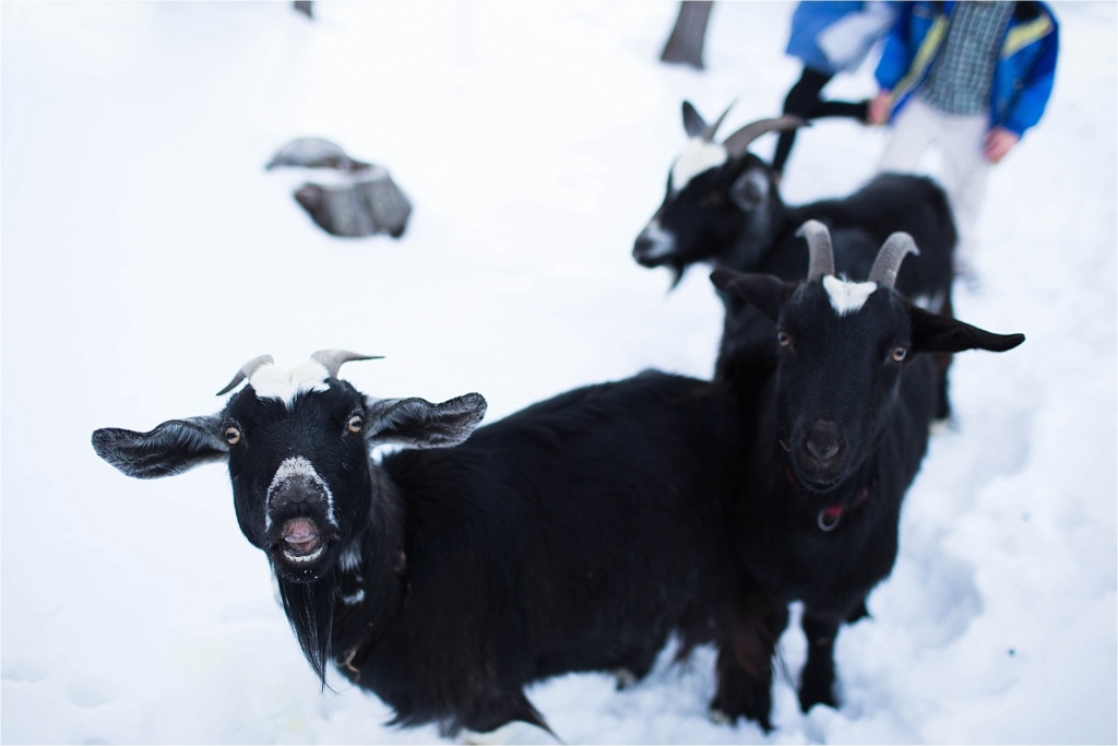 Goats Maine Family Pictures 